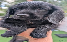 Mixed Breed dogs for sale: Cockalier puppies F1 for sale - Image 14