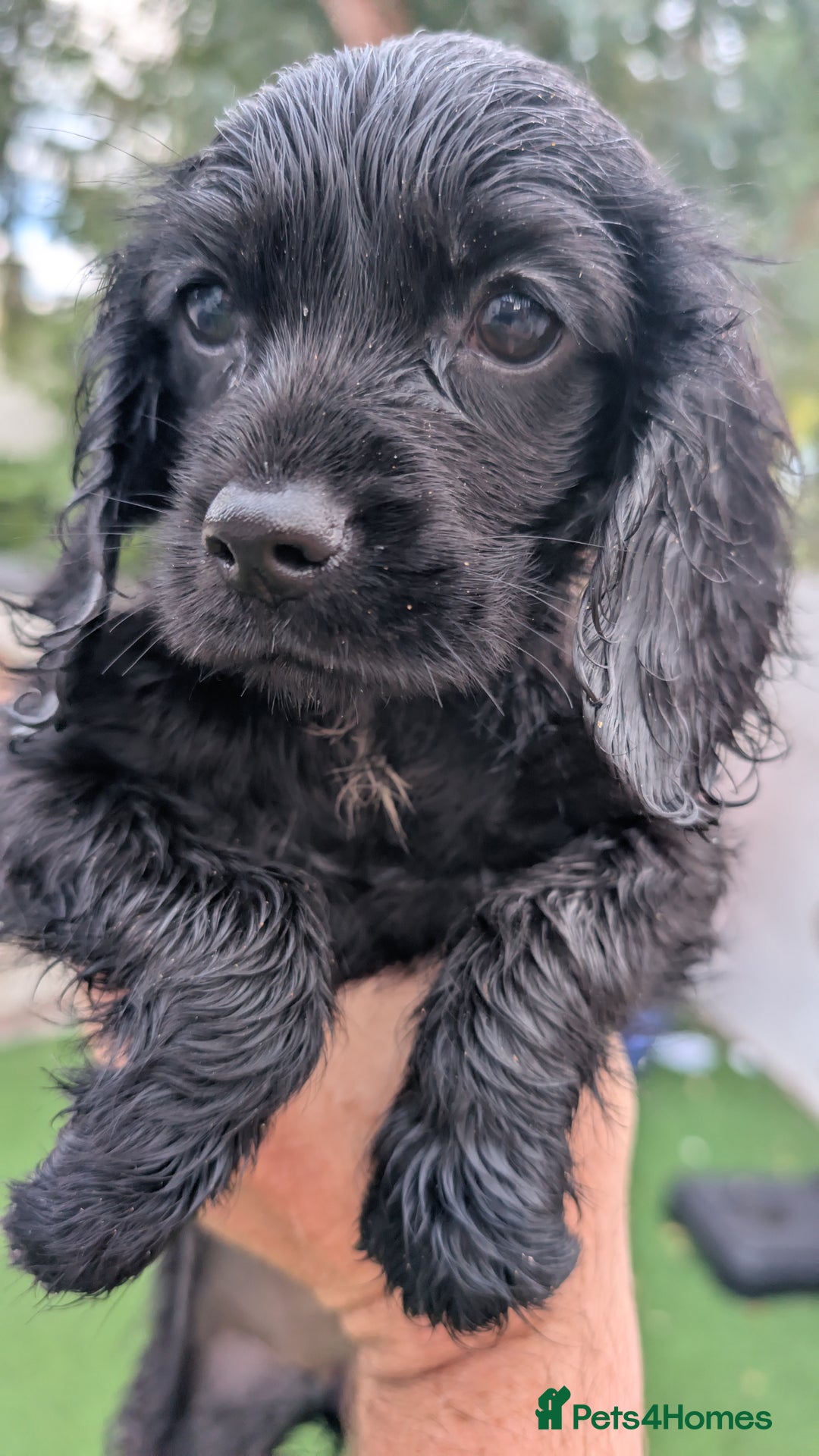 Mixed Breed dogs for sale: Cockalier puppies F1 for sale - Image 14