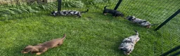 Dachshund dogs for sale: 4 KC Standard Long Haired Dachshund Puppies - Advert 7