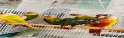 Conures birds for sale: Hand reared conures for sale  - Advert 4
