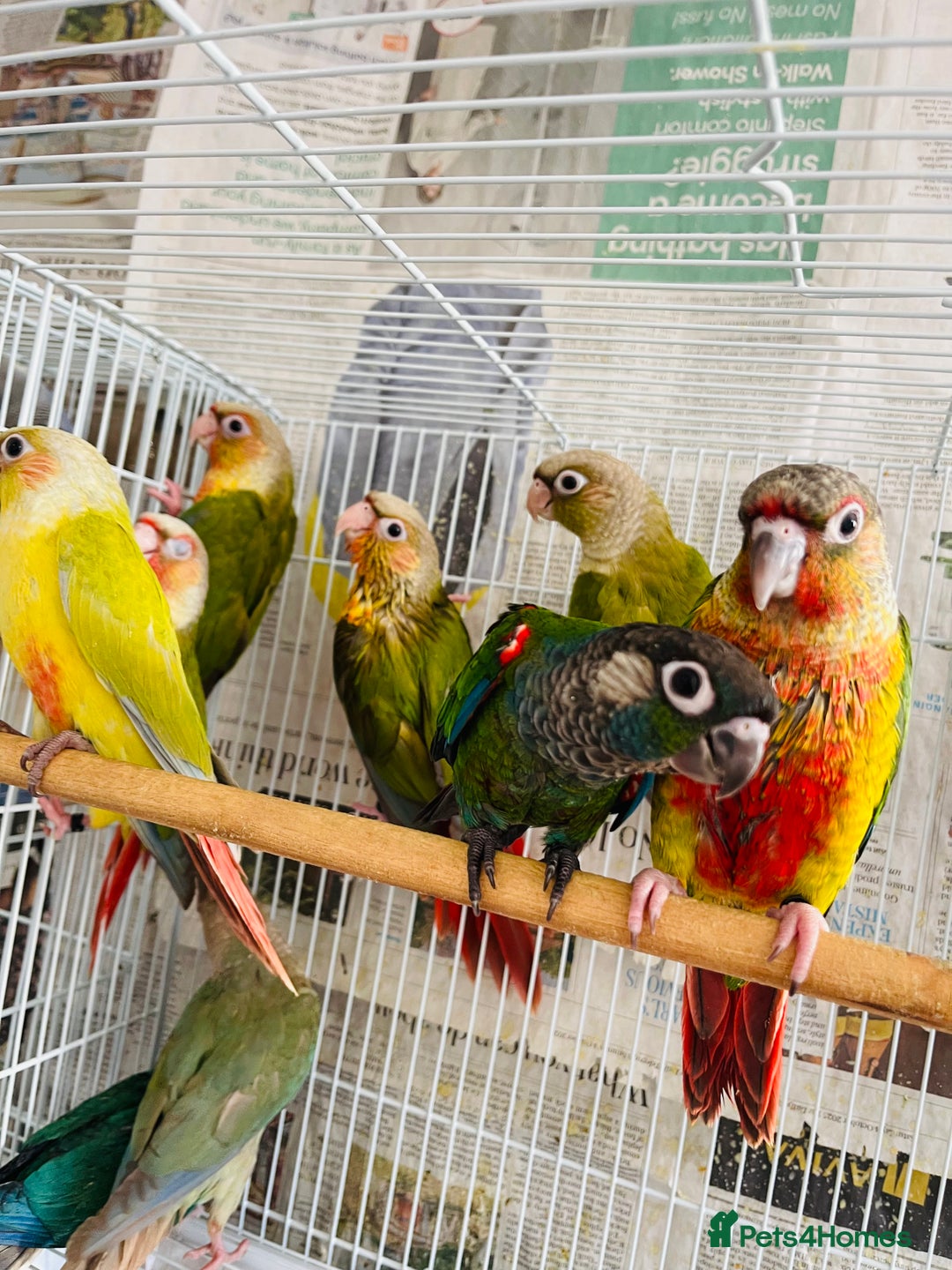 Conures birds for sale: Hand reared conures for sale  - Advert 4