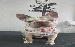 French Bulldog dogs for sale: Micro frenchie male  - Image 3