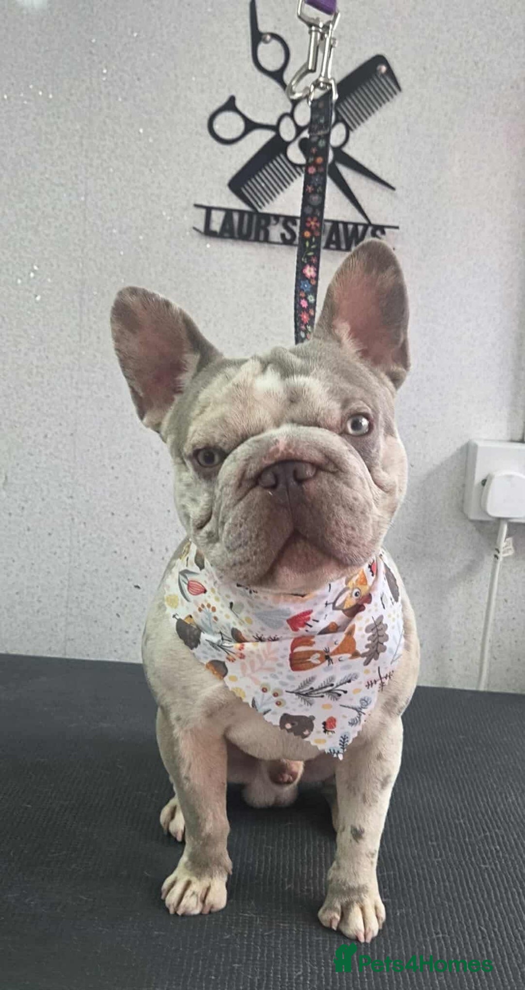 French Bulldog dogs for sale: Micro frenchie male  - Image 3
