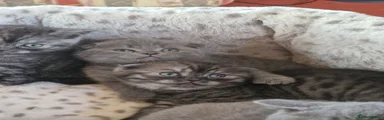 Scottish Fold 4