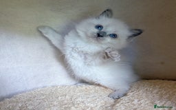 Ragdoll cats for sale: homes raised beautiful Rag dolls kitties - Advert 1