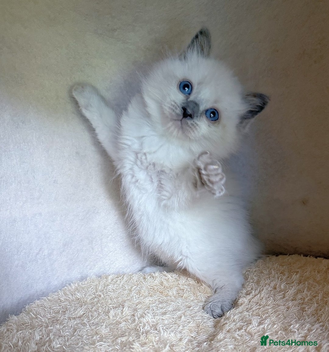 Ragdoll cats for sale: homes raised beautiful Rag dolls kitties - Advert 1