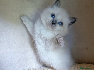 Ragdoll cats homes raised beautiful Rag dolls kitties - Advert 1