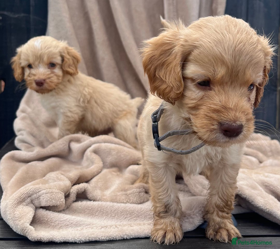 Cockapoo dogs for sale: Beautiful cockerpoo puppies F1  - Image 10