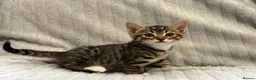 Bengal cats for sale: Bengal Kittens in West Bromwich - Advert 4
