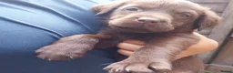 Labrador Retriever dogs for sale: Labrador puppies 🐶  in Rushden - Advert 15