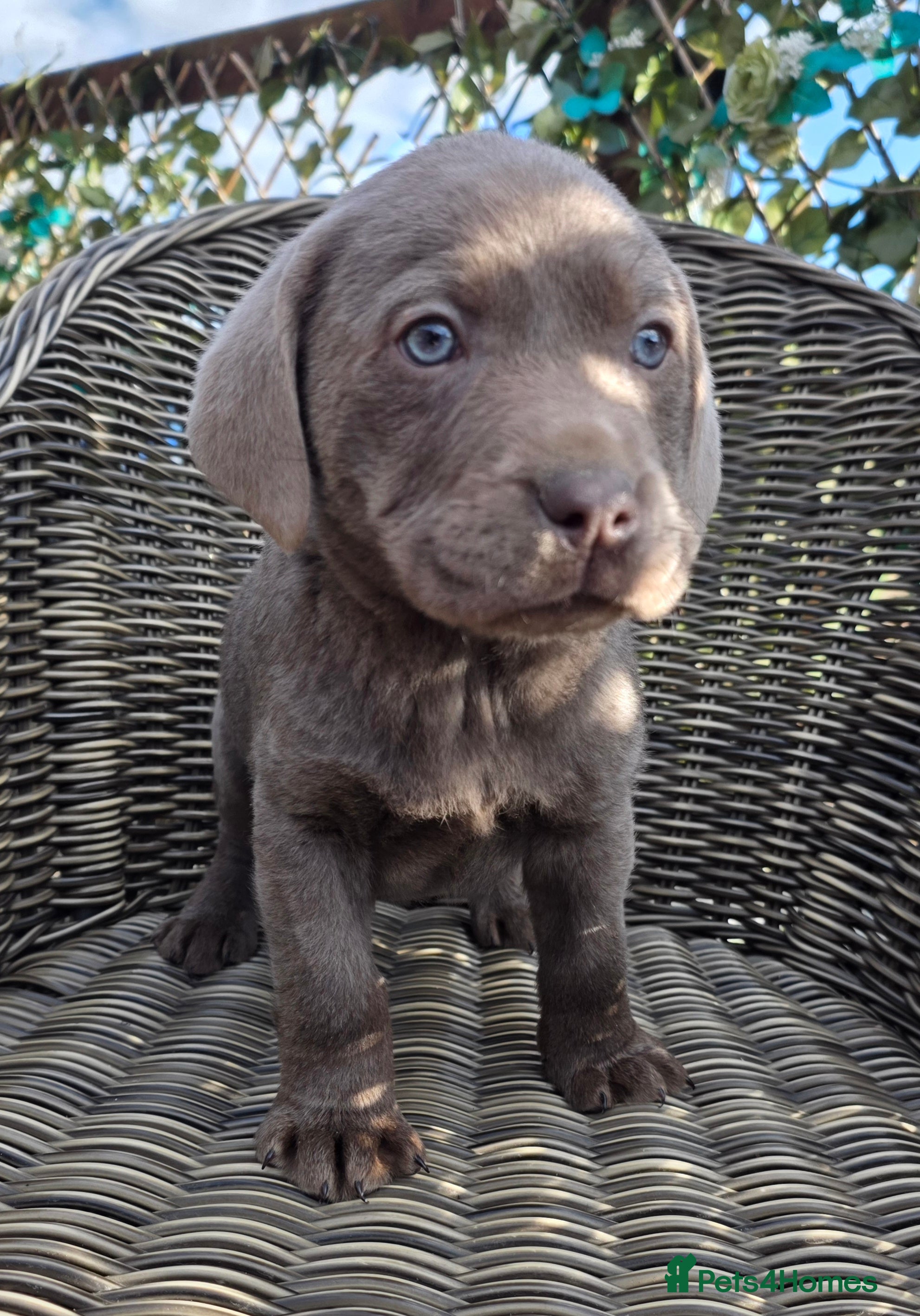 Labrador Retriever dogs Stunning deep blue lab puppies  - Advert 2