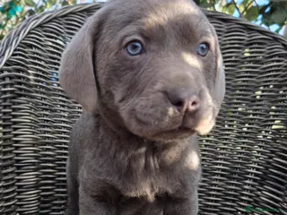 Labrador Retriever dogs Stunning deep blue lab puppies - Advert 2