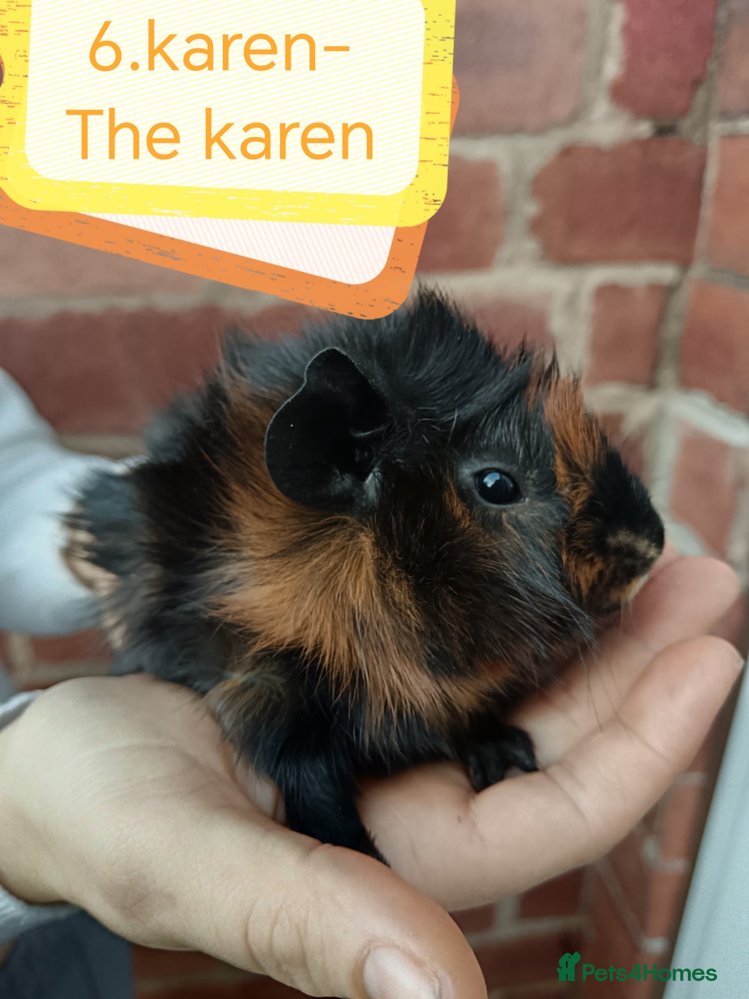 Guinea Pig rodents for sale: ♥️ Beautiful Abyssinian girl guinea pigs ♥️ - Advert 4