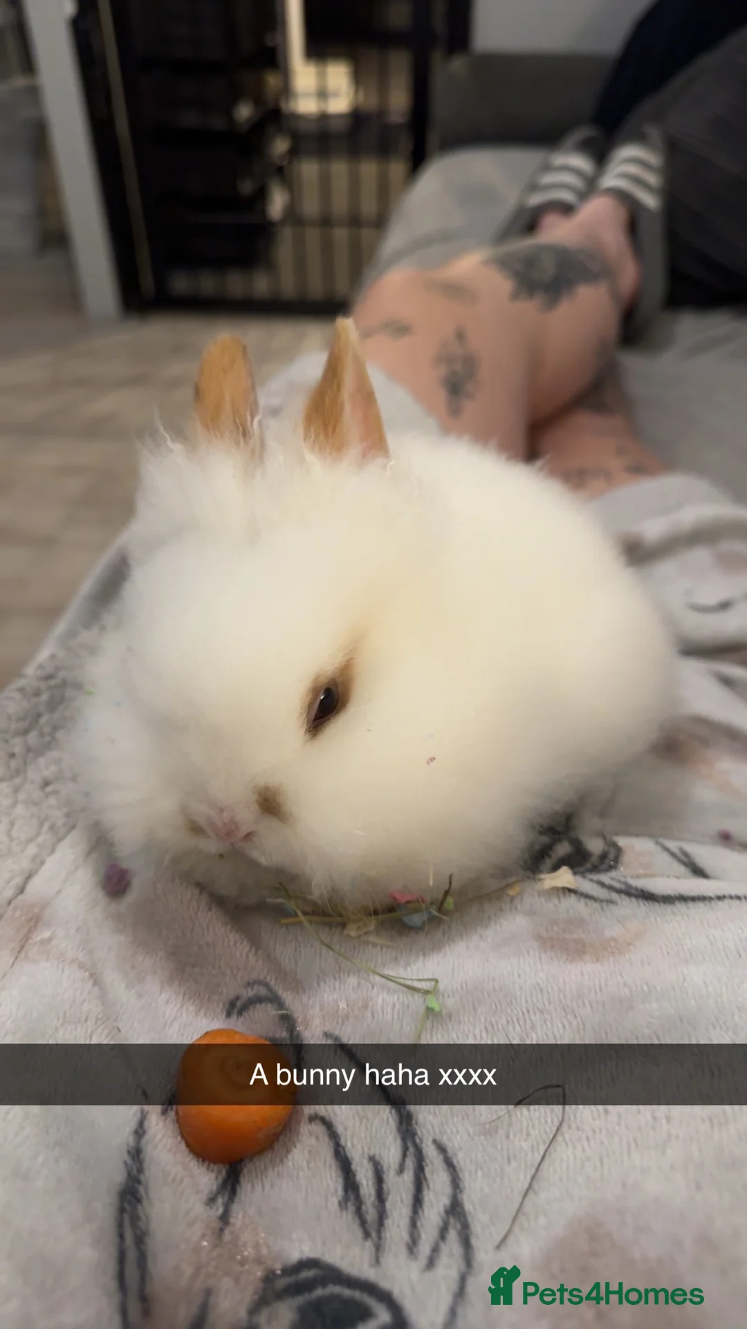 Mini Lion Lop rabbits for sale: 1 male 1 female rabbit ❤️ - Advert 3