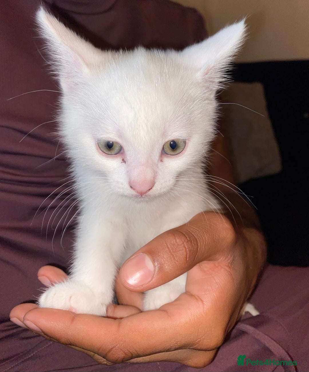 Domestic Shorthair cats for sale: BEAUTIFUL SHORTHAIR KITTENS 🌸 (8 WEEK) - Image 8