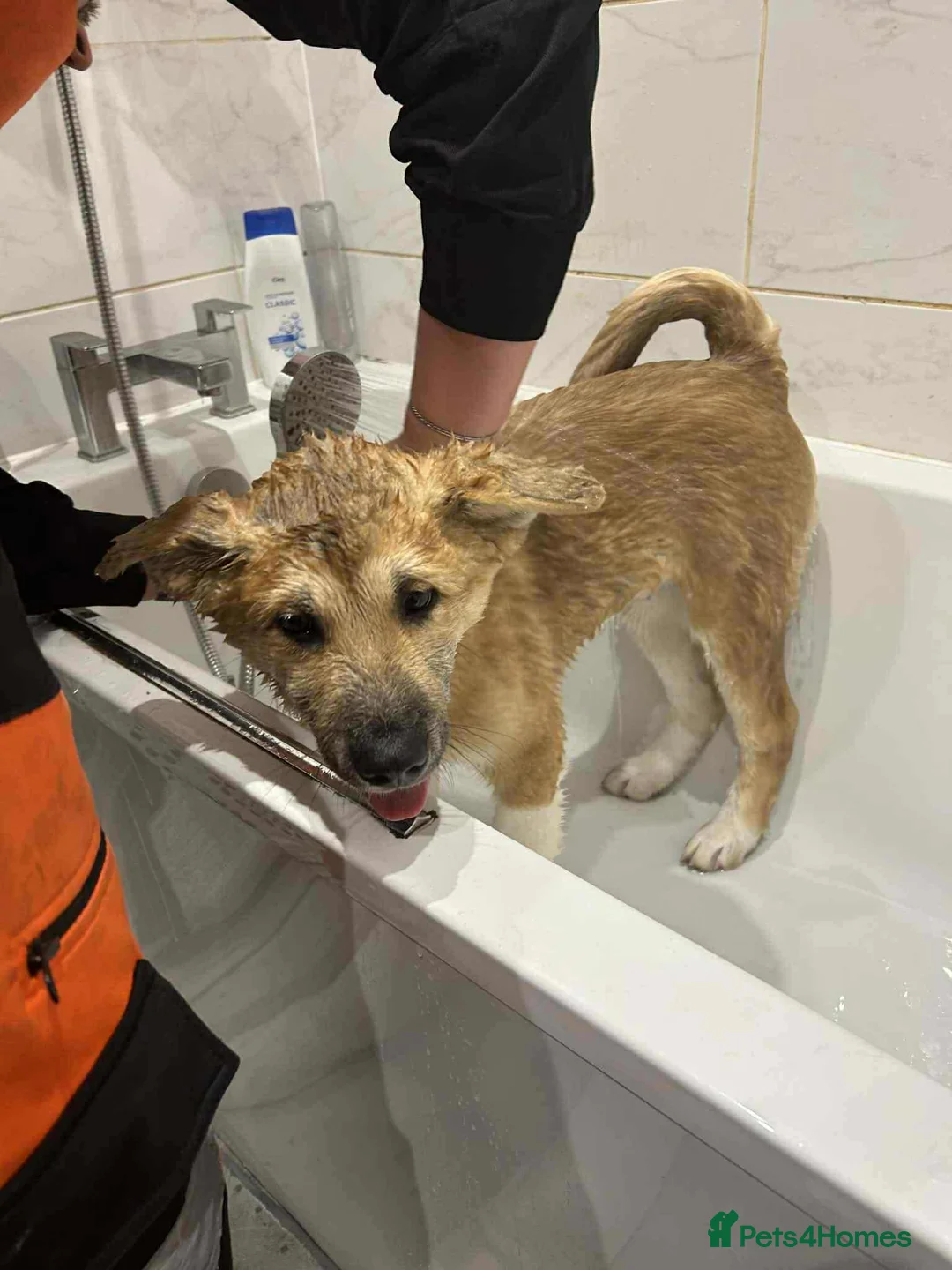 Akita dogs for sale: American Akita Kuba  - Advert 5