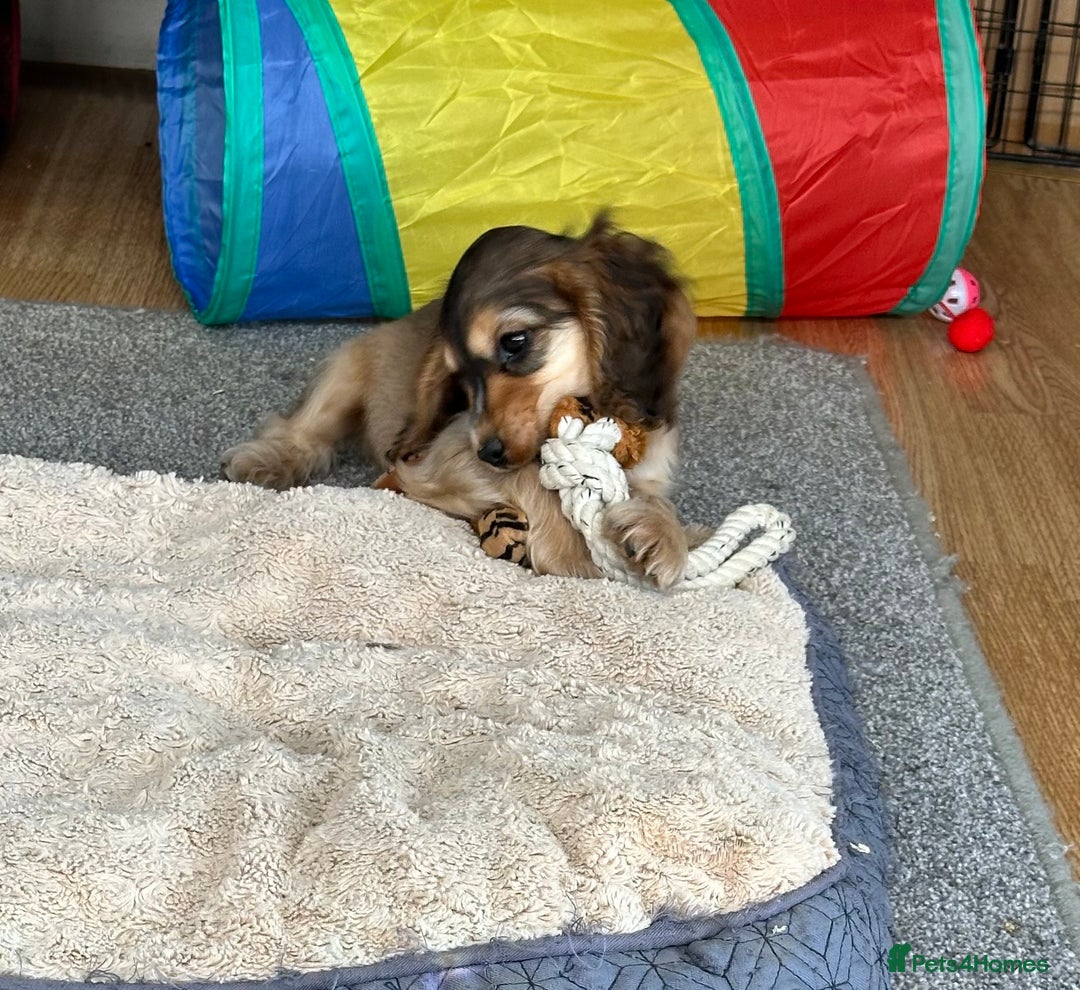 Cocker Spaniel dogs for sale: Handsome boys - Image 8