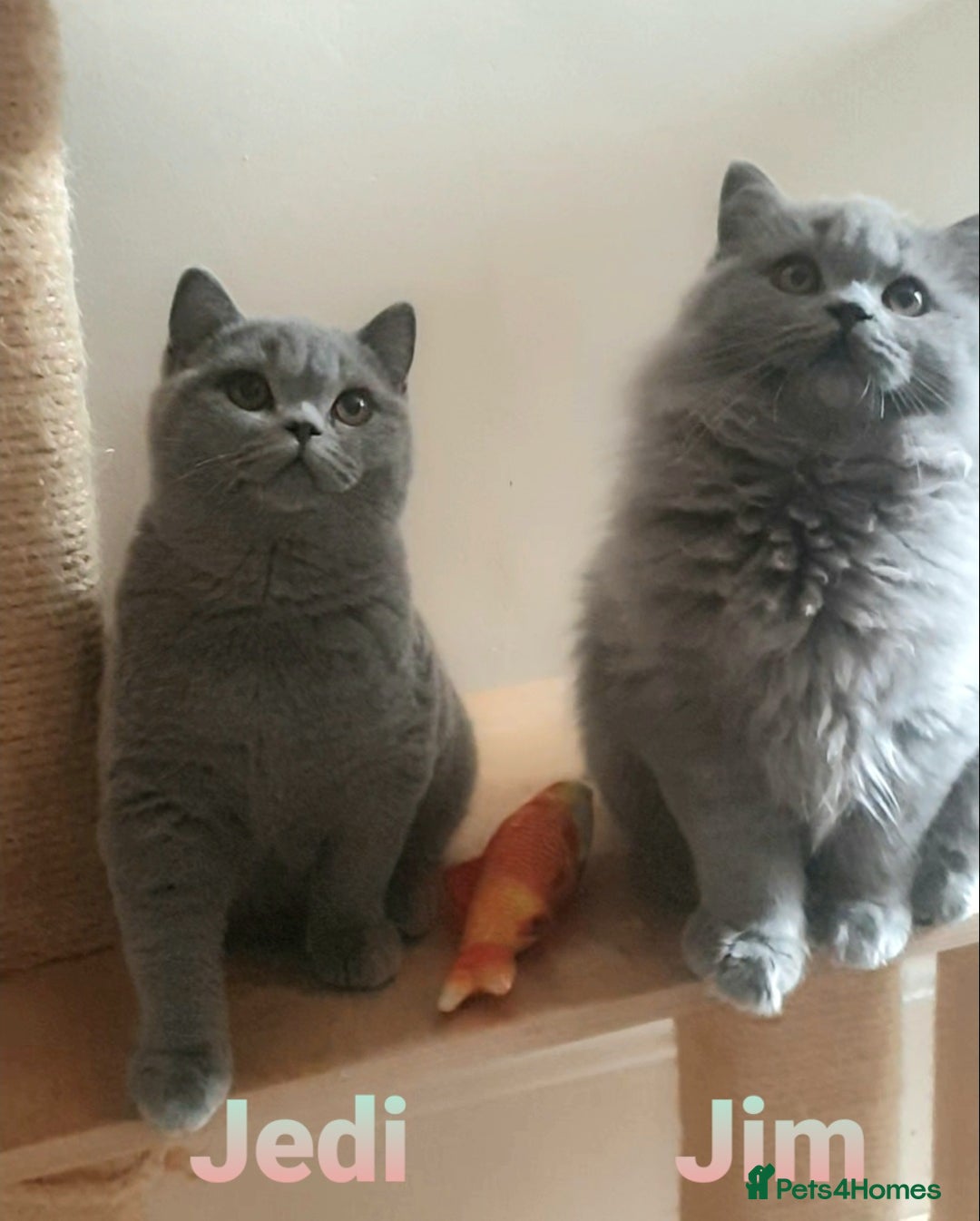 British Shorthair cats for sale: Impressive Pedigree BSH Kittens  - Advert 1