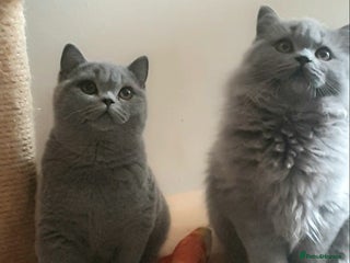 British Shorthair cats for sale: Impressive Pedigree BSH Kittens - Advert 2
