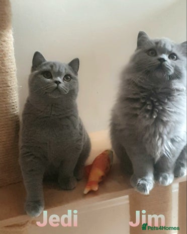 British Shorthair cats - Advert 7
