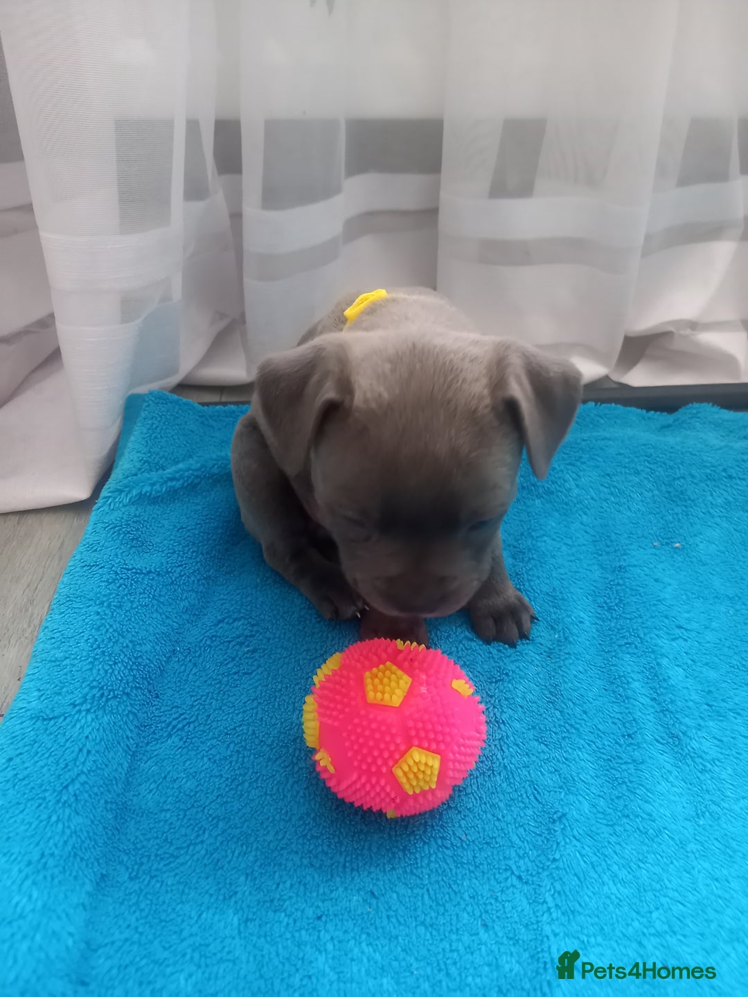 Staffordshire Bull Terrier dogs for sale: Lovely puppy  in Coventry - Image 14