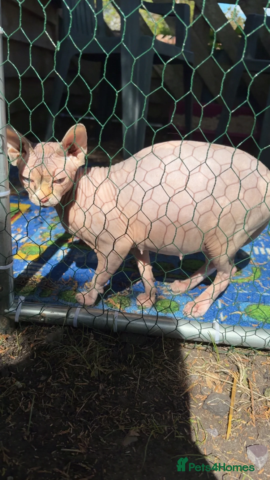 Sphynx cats for sale: Beautiful Sphynx Kittens – Ready Now 🐾 in Ayr - Advert 1