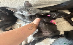 Scottish Fold cats for sale: Oriental shorthair x Scottish fold - Image 1