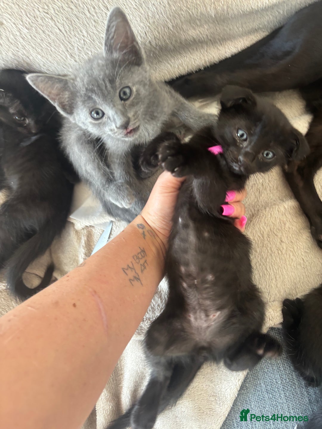 Scottish Fold cats for sale: Oriental shorthair x Scottish fold - Image 1