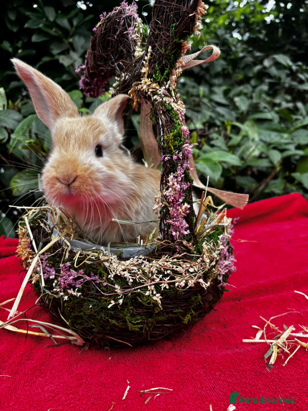 Continental Giant rabbits for sale: Stunning Continental Giant Rabbit Kits - Advert 9