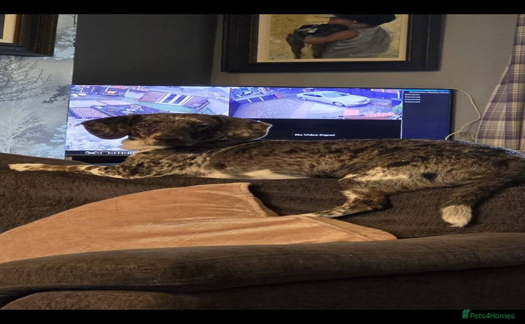 Doxiepoo dogs Doxiepoo - Advert 1