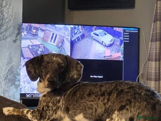 Doxiepoo dogs Doxiepoo - Advert 2