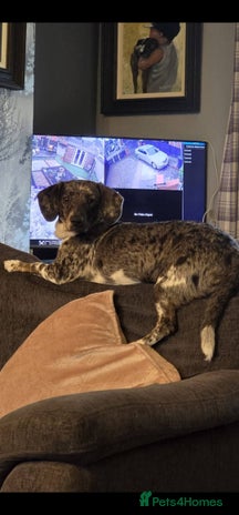 Doxiepoo dogs Doxiepoo - Advert 10