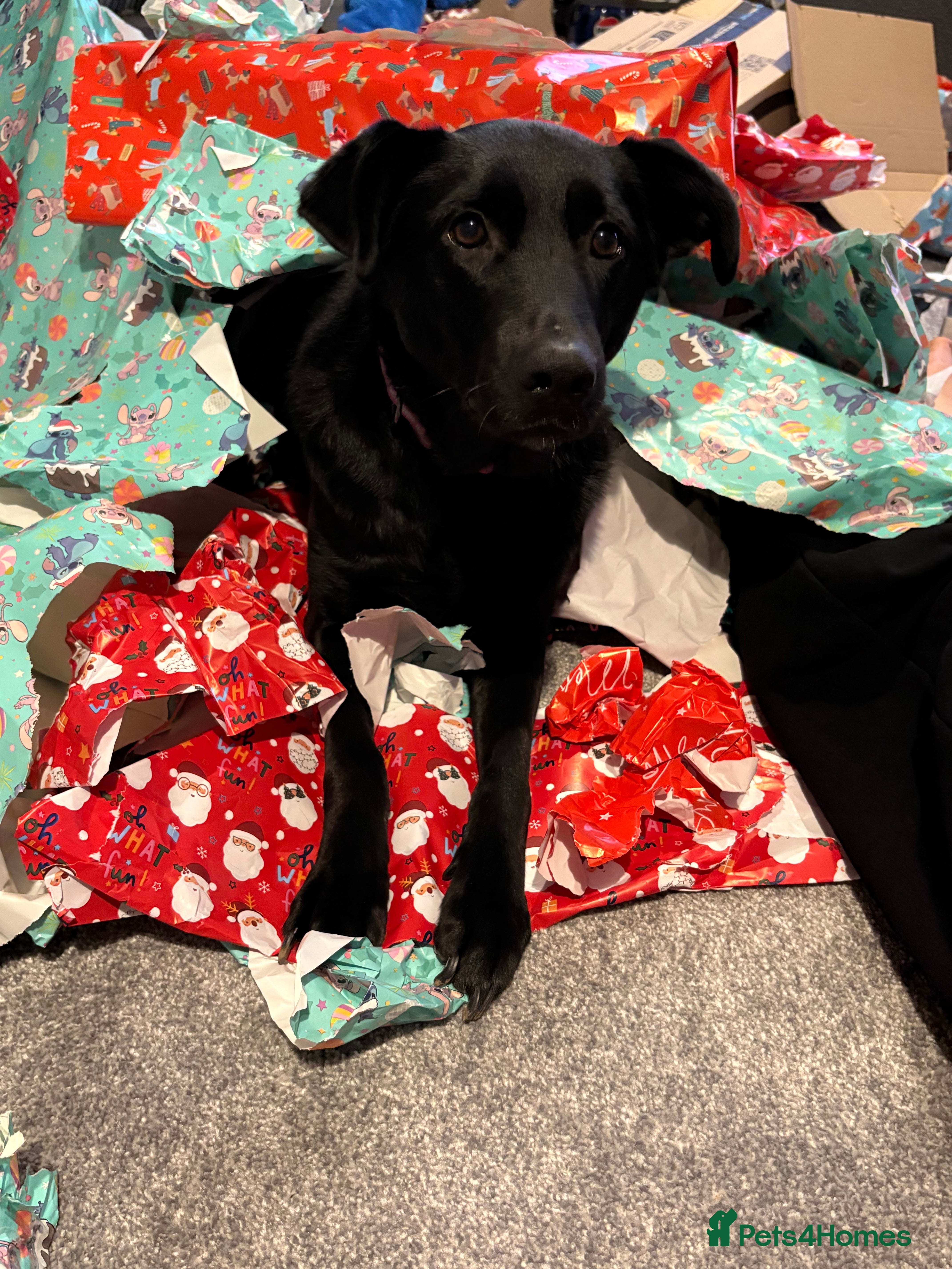 Labrador Retriever dogs Labrador cross - Advert 9