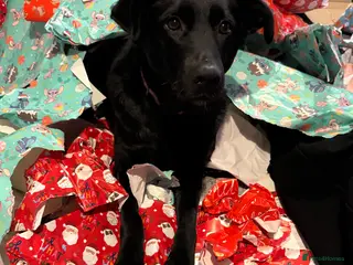 Labrador Retriever dogs Labrador cross - Advert 9