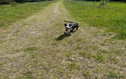 Mixed Breed dogs for sale: Bulldog cross  - Image 5