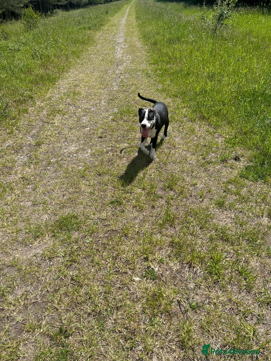 Mixed Breed dogs for sale: Bulldog cross  - Image 5