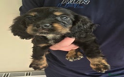 Cocker Spaniel dogs for sale: Cocker Spaniel puppies  - Image 12