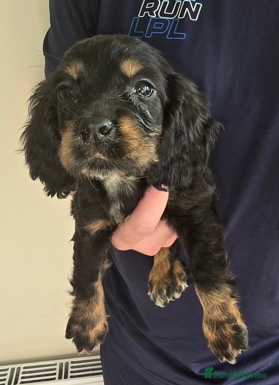 Cocker Spaniel dogs for sale: Cocker Spaniel puppies  - Image 12