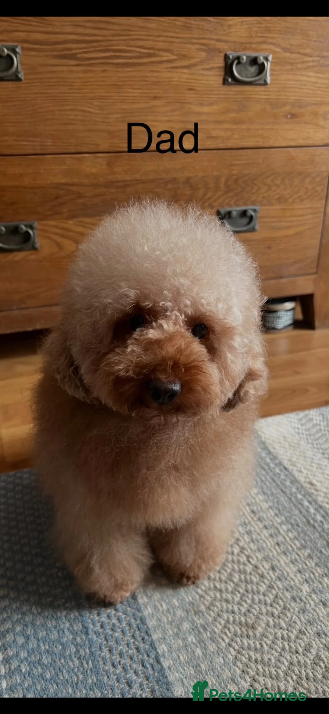 Schnoodle dogs for sale: Gorgeous Schnoodle Pups for Sale  - Advert 2