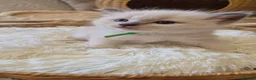 Ragdoll cats for sale: Our beautiful ragdolls 🐾 (ONLY 2 LEFT) - Advert 17
