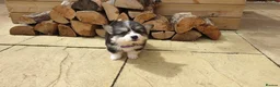 Welsh Corgi Pembroke dogs for sale: 8 Beautiful Kc Welsh Corgi puppies ready soon... - Advert 24