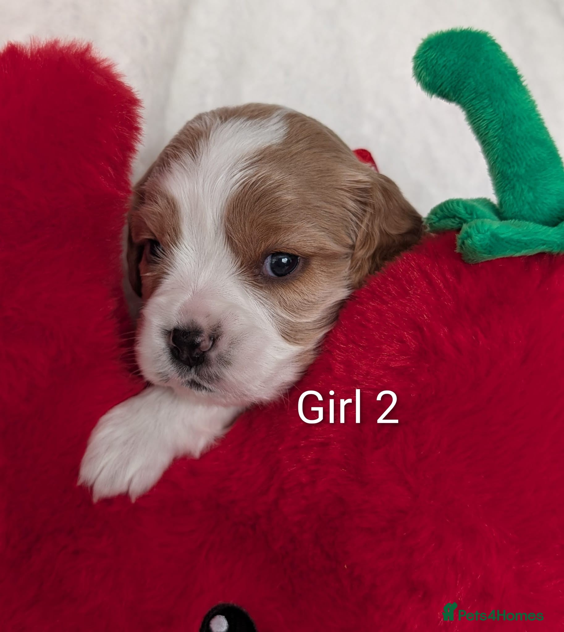 Cavalier King Charles Spaniel dogs for sale: Cavalier King Charles Stunning Puppies! in Aldershot - Advert 6