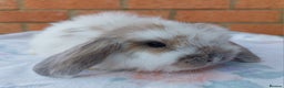 Mini Lop rabbits for sale: ☆Mini Lop Babies & Two Adult Does☆ - Advert 4