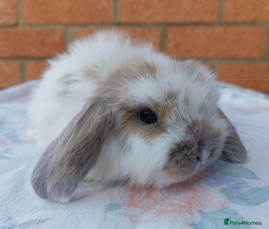 Mini Lop rabbits for sale: ☆Mini Lop Babies & Two Adult Does☆ - Advert 4