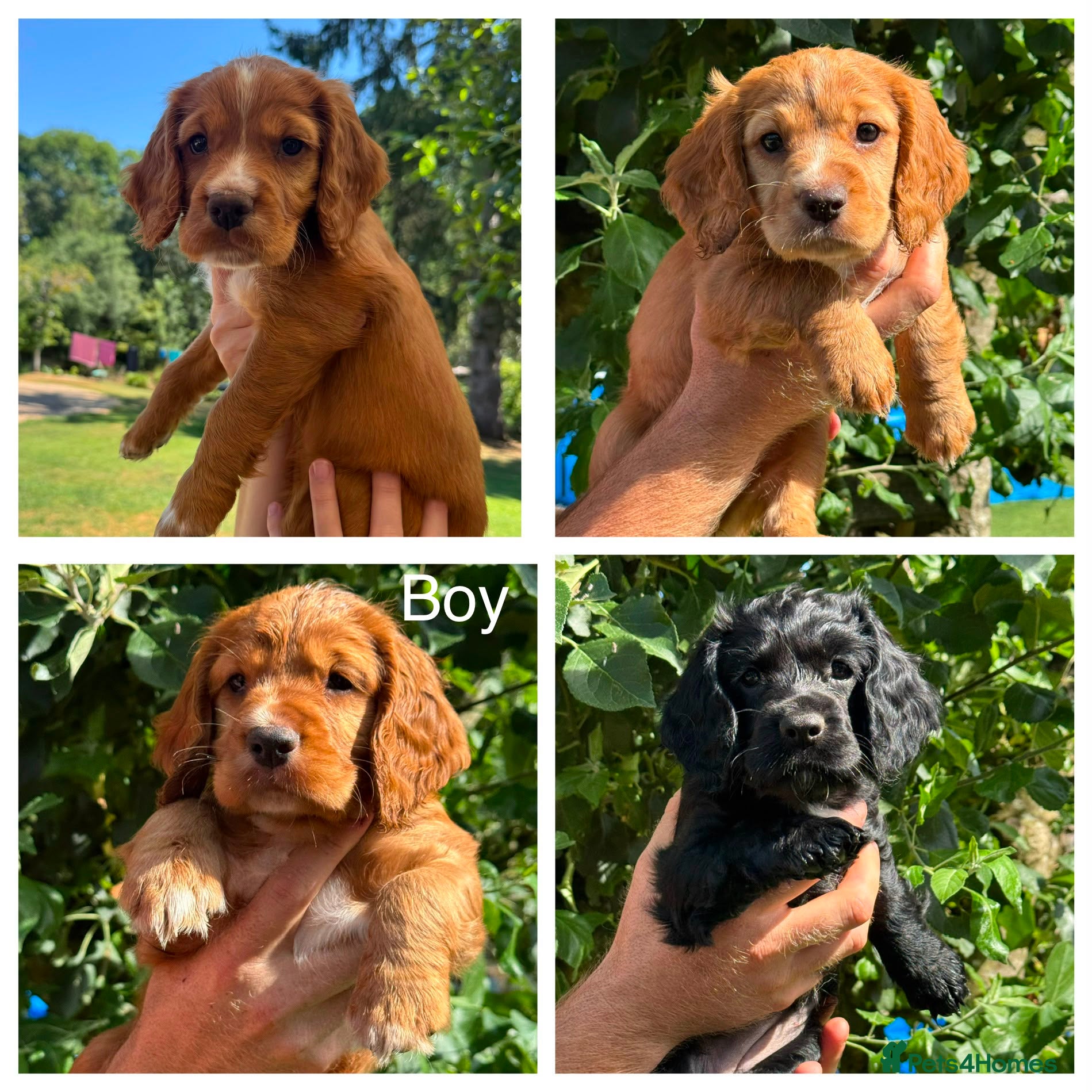 Sprocker dogs 4 beautiful Sprockers ❤️ - Advert 7