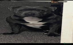 Staffordshire Bull Terrier dogs for stud: Black and blue studs - Image 8