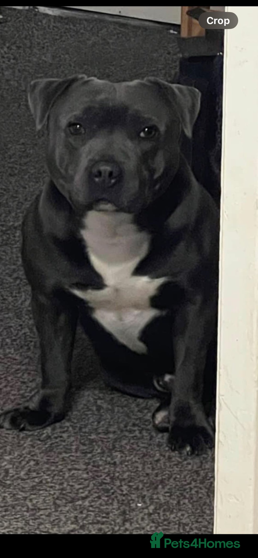 Staffordshire Bull Terrier dogs for stud: Black and blue studs - Image 8