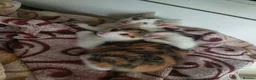 American Shorthair cats for sale: American short hair kitten  - Advert 2