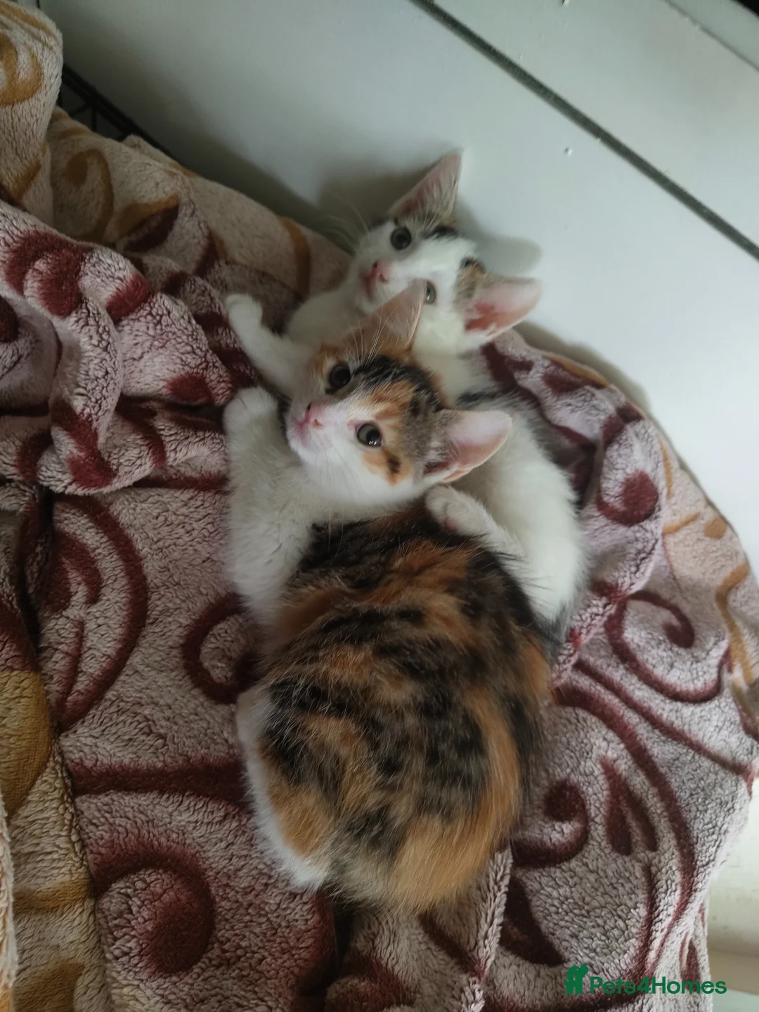 American Shorthair cats for sale: American short hair kitten  - Advert 2