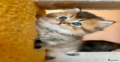 Scottish Fold cats - Advert 16